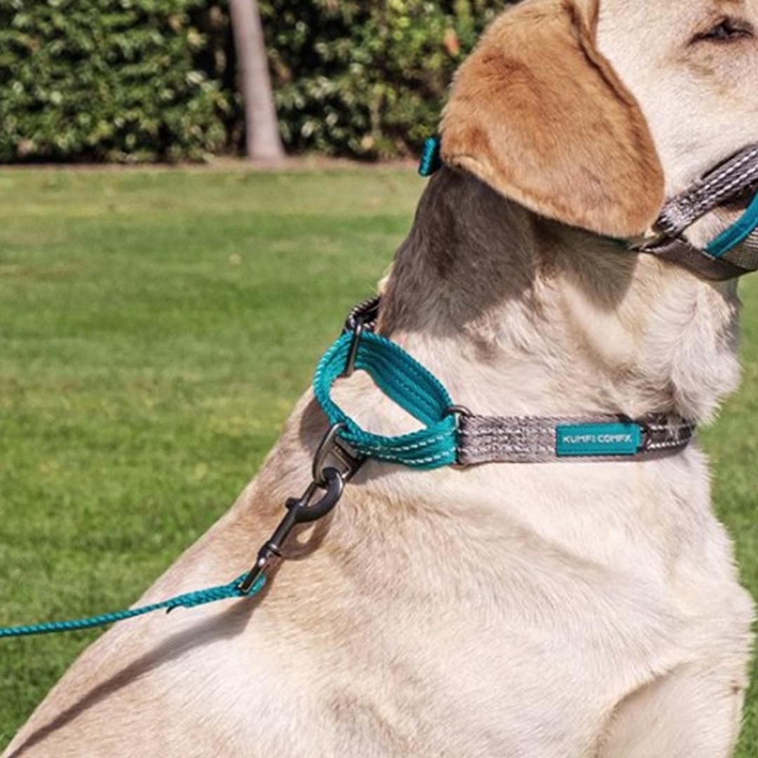 Kumfi head collar hotsell