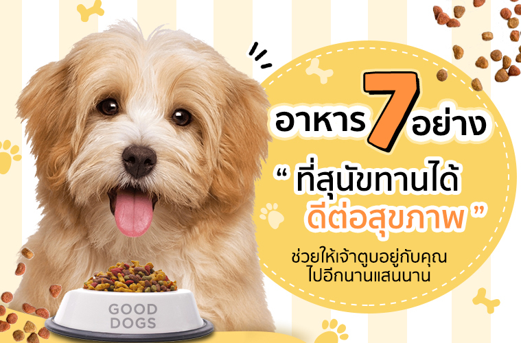 อาหาร 7 อย่างที่สุนัขทานได้ ดีต่อสุขภาพ  ช่วยให้เจ้าตูบอยู่กับคุณไปอีกนานแสนนาน