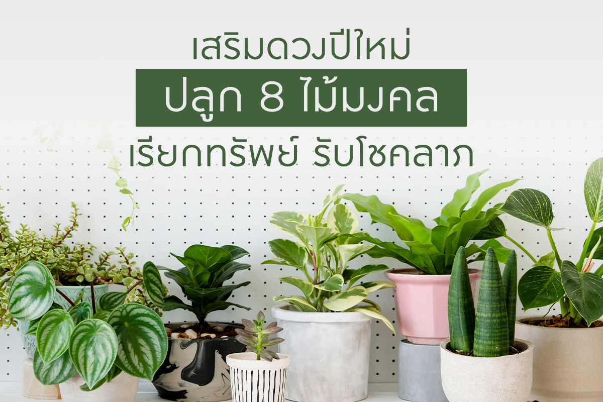 เสริมดวงปีใหม่ ปลูก 8 ไม้มงคล เรียกทรัพย์ รับโชคลาภ เสริมดวงปีใหม่ ปลูก 8 ไม้มงคล เรียกทรัพย์ รับโชคลาภ