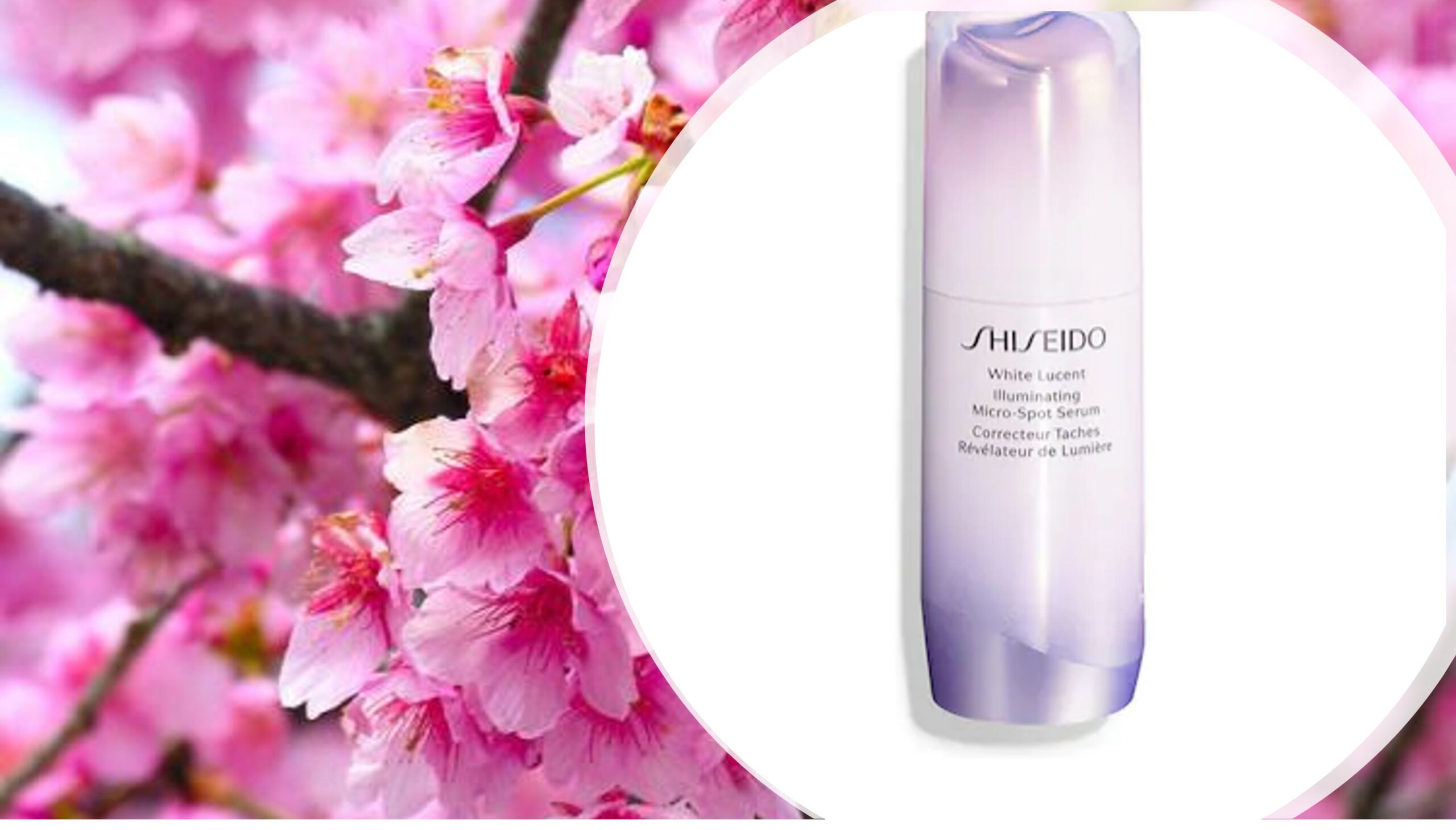 Sakura + Shiseido