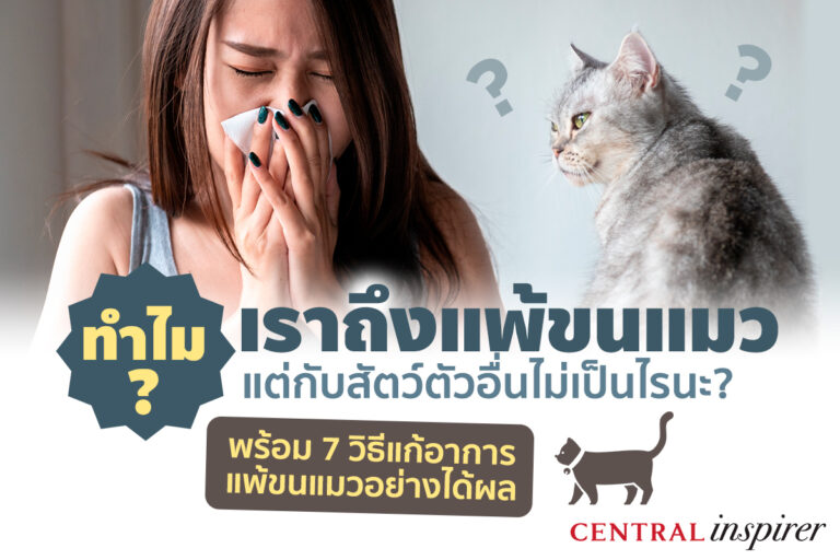why-we-allergic-to-cat-fur-not-all-animal-and-7-things-that-help-you-get-rid-of-llergic-to-cat-fur