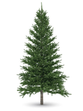 KASSA ต้นคริสต์มาส ชนิดต้นสด รุ่น KASSA67 ขนาด 6-7 ฟุต สีเขียว