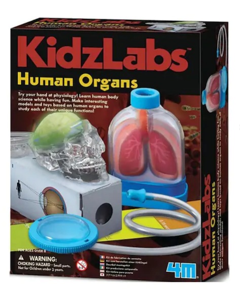 Human organ toy