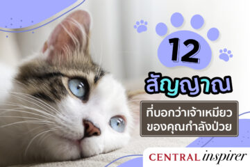 12-symptoms-of-a-sick-cat