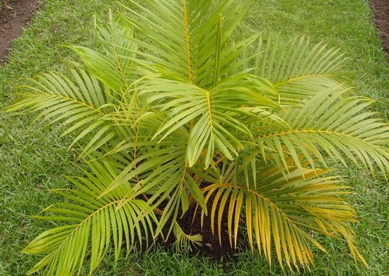 3 Areca Palm