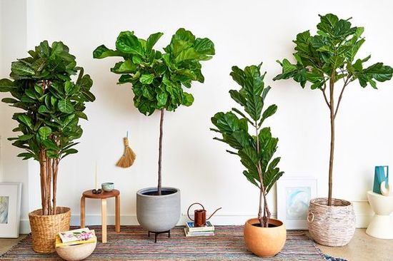 4 Fiddle Fig