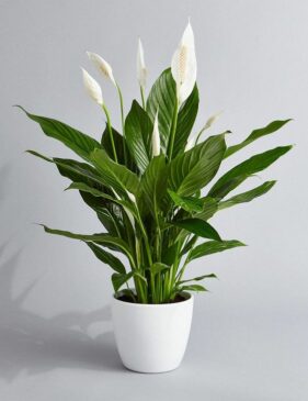 4 PEACE LILY