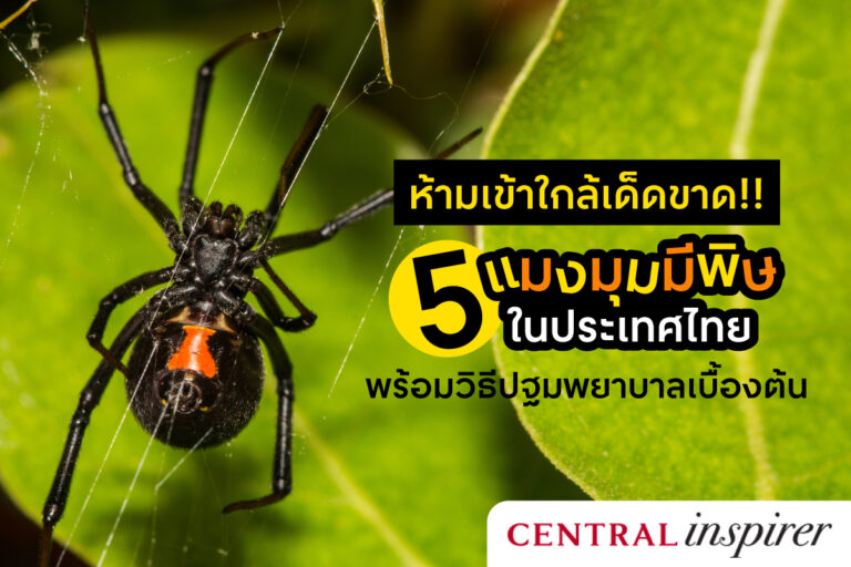 5-venomous-spiders-in-Thailand-and-first-aid-treatment-when-spider-bites