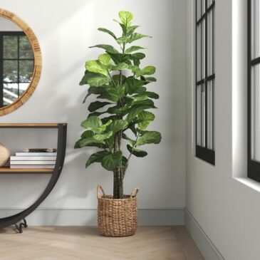 8 FIDDLE FIG
