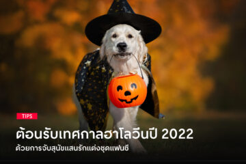 Dog-costumes-for-Halloween-2022