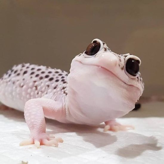 GECKO