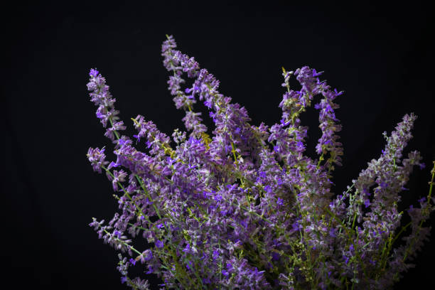 scent-2-Lavender