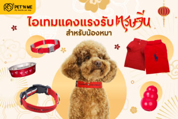 red-items-for-chinese-new-year-for-dogs