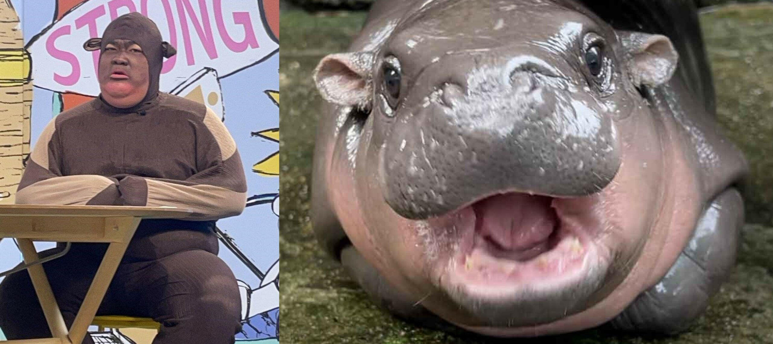 Moodeng 2